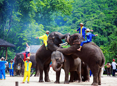【雨林时光】昆明、普洱（小熊猫庄园）、版纳三飞六日原生态体验之旅